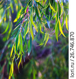 Natural background. Стоковое фото, фотограф Яков Филимонов / Фотобанк Лори