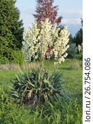 Юкка нитчатая (Yucca filamentosa) Стоковое фото, фотограф Ирина Водяник / Фотобанк Лори