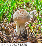 Съедобный гриб головач продолговатый (лат. Calvatia excipuliformis). Новосибирская область, Сибирь, Россия, август. Стоковое фото, фотограф Евгений Мухортов / Фотобанк Лори
