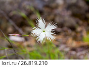 Carnation needle-leaf. Dianthus acicularis Fisch. ex Ledeb. Стоковое фото, фотограф Евгений Ткачёв / Фотобанк Лори
