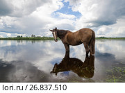 Лошадь стоит в воде на фоне облаков (2017 год). Стоковое фото, фотограф Яковлев Сергей / Фотобанк Лори