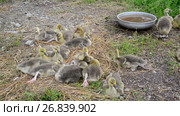 Many goose in yard near the drinker. Стоковое видео, видеограф Володина Ольга / Фотобанк Лори