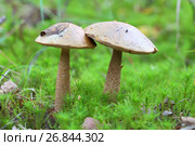 Лекцинум или Обабок (лат. Leccinum). Два гриба среди мха на Ямале. Стоковое фото, фотограф Григорий Писоцкий / Фотобанк Лори