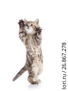 Striped Scottish kitten pure breed jumping isolated. Стоковое фото, фотограф Оксана Кузьмина / Фотобанк Лори