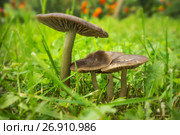 Грибы энтолома (Entoloma) на лужайке в саду. Стоковое фото, фотограф Александр Романов / Фотобанк Лори