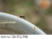 Housefly, outdoors, close-up. Стоковое фото, фотограф Елена Вишневская / Фотобанк Лори
