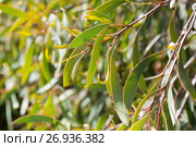 hakea laurina leaves outdoors. Стоковое фото, фотограф Яков Филимонов / Фотобанк Лори