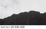 Bird colony on the cliffs, Iceland, a panorama. Стоковое видео, видеограф Юлия Колтырина / Фотобанк Лори