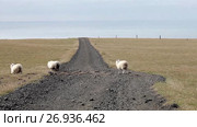 Group of sheep in field in Iceland, road passes over the horizon. Стоковое видео, видеограф Юлия Колтырина / Фотобанк Лори