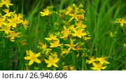 Blossoming St. John's wort. Стоковое видео, видеограф Володина Ольга / Фотобанк Лори