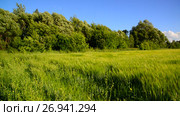 Rye field and trees during a strong wind. Стоковое видео, видеограф Володина Ольга / Фотобанк Лори