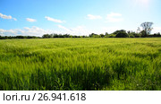 Rye field and during a strong wind. Стоковое видео, видеограф Володина Ольга / Фотобанк Лори