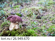 Белый гриб на лесной поляне. Карелия. Россия. Стоковое фото, фотограф Наталья Осипова / Фотобанк Лори