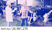 Couple of vets working with milky cows. Стоковое фото, фотограф Яков Филимонов / Фотобанк Лори