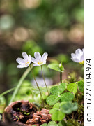 Flowers Oxalis bowiei. Стоковое фото, фотограф Евгений Ткачёв / Фотобанк Лори