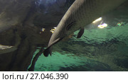 Arapaima gigas in freshwater aquarium stock footage video. Стоковое видео, видеограф Юлия Машкова / Фотобанк Лори