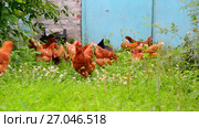 beautiful thoroughbred chickens pinch the grass in courtyard of rural house. Стоковое видео, видеограф Володина Ольга / Фотобанк Лори