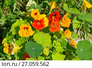 Цветущая настурция (лат. Tropaeolum) Стоковое фото, фотограф Елена Коромыслова / Фотобанк Лори