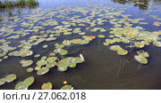 Dead fish floating in the river in summer day. Water pollution. Стоковое видео, видеограф FotograFF / Фотобанк Лори