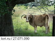 A charming cow with lowered horns stands behind a fence under a sprawling oak tree. Texas. Стоковое фото, фотограф Ирина Кожемякина / Фотобанк Лори
