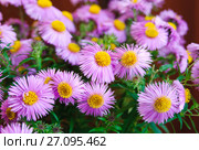 Симфиотрихум, или американская астра (лат. Symphyotrichum) Стоковое фото, фотограф Зобков Юрий / Фотобанк Лори
