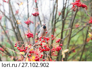 Свиристель- птичка певчая.  Карелия. Россия. Стоковое фото, фотограф Наталья Осипова / Фотобанк Лори