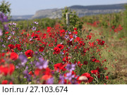 Цветущие поля весной в Крыму. Стоковое фото, фотограф Яна Королёва / Фотобанк Лори
