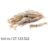 Raw, uncleared squid isolated on white background closeup. Стоковое фото, фотограф Татьяна Ляпи / Фотобанк Лори