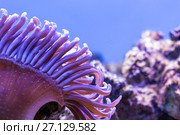 Морской риф - фиолетовая актиния и рыбы-клоуны Amphiprion ocellaris. Стоковое фото, фотограф Евгений Ткачёв / Фотобанк Лори