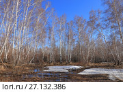 Березовый колок весенним солнечным днем. Алтайский край. Стоковое фото, фотограф Григорий Писоцкий / Фотобанк Лори