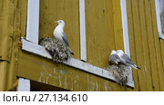 Black-legged kittiwake at the nest. Стоковое видео, видеограф Vladimir / Фотобанк Лори