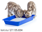 two cat kittens in toilet tray box with litter isolated. Стоковое фото, фотограф Оксана Кузьмина / Фотобанк Лори