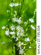 Звездчатка злаковая (лат. Stellaria graminea L.) в период цветения. Дикорастущие растения Сибири. Стоковое фото, фотограф Евгений Мухортов / Фотобанк Лори