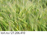 Колосья ячменя (лат. Hordeum), фон. Стоковое фото, фотограф Елена Коромыслова / Фотобанк Лори