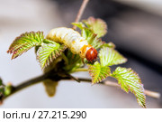 Caterpillar on green leaves of raspberry. Стоковое фото, фотограф Евгений Ткачёв / Фотобанк Лори