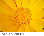 Yellow flower, macro. Стоковое фото, фотограф Надежда Болотина / Фотобанк Лори