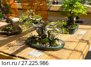 Граб восточный (Carpinus orientalis) - - бонсай в стиле "Прямой свободный" (Мойоги). Возраст - около 25 лет. Выставка бонсай в Аптекарском Огороде, Москва. Май 2017. Редакционное фото, фотограф Сергей Рыбин / Фотобанк Лори