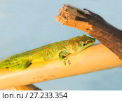 Фельзума мадагаскарская (Madagascar Day Gecko) Стоковое фото, фотограф Галина Савина / Фотобанк Лори