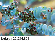 Book-leaf mallee plant. Стоковое фото, фотограф Яков Филимонов / Фотобанк Лори