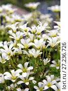 Chickweed blooms macro in the garden outdoors (Cerastium uralense) Стоковое фото, фотограф Евгений Ткачёв / Фотобанк Лори