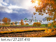 Поле цветов у Толгского монастыря Field of flowers at the Tolga Monastery (2014 год). Стоковое фото, фотограф Baturina Yuliya / Фотобанк Лори