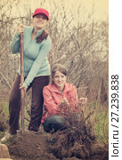 women resetting bush sprouts. Стоковое фото, фотограф Яков Филимонов / Фотобанк Лори