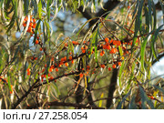 Облепиха на ветке (Hippophae), осенний пейзаж. Стоковое фото, фотограф Ирина Водяник / Фотобанк Лори