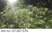 Apiaceae plant.Blooming aegopodium podagraria grass in summer. Medicinal wild plant. moving the camera with steadicam. Стоковое видео, видеограф Куликов Константин / Фотобанк Лори