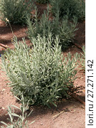Цмин, растение рода Helichrysum (семейство Asteraceae). Общий вид растения. Стоковое фото, фотограф Щеголева Ольга / Фотобанк Лори