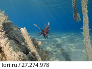 Red Lionfish (Pterois volitans) near wreck. Стоковое фото, фотограф Некрасов Андрей / Фотобанк Лори