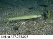 Cigar Wrasse (Cheilio inermis) over sandy bottom. Стоковое фото, фотограф Некрасов Андрей / Фотобанк Лори