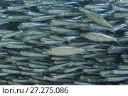 Massive school of fish. Стоковое фото, фотограф Некрасов Андрей / Фотобанк Лори
