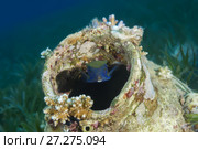 Baby Bluetail Trunkfish (Ostracion cyanurus) hiding in the amphorae. Стоковое фото, фотограф Некрасов Андрей / Фотобанк Лори