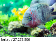 Рыба астронотус (Astronotus ocellatus) Стоковое фото, фотограф Евгений Ткачёв / Фотобанк Лори